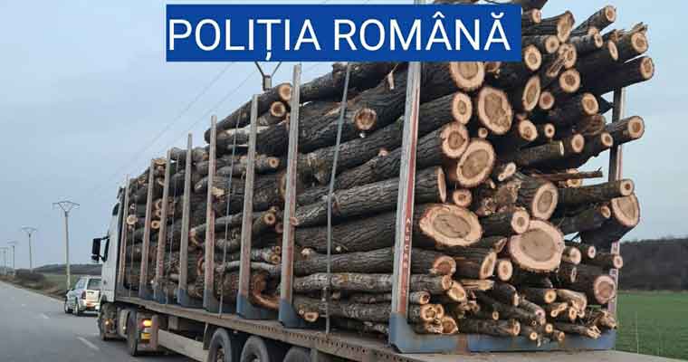 transport ilegal lemne confiscate