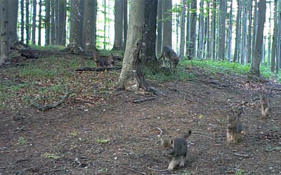 VIDEO Imagini rare cu șase puișori de lup au fost surprinse în Parcul Național Semenic