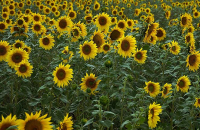 Ialomița | Hoții au recoltat 30 ha de floarea-soarelui și au plecat cu 70 de tone de recoltă