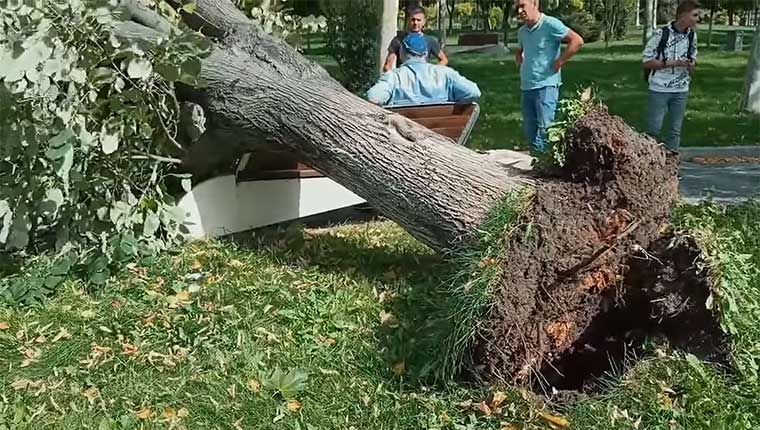 copac cazut peste un barbat la slatina