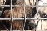 Câini arși printre gunoaie. Polițiștii au găsit peste 100 de animale chinuite într-un adăpost improvizat