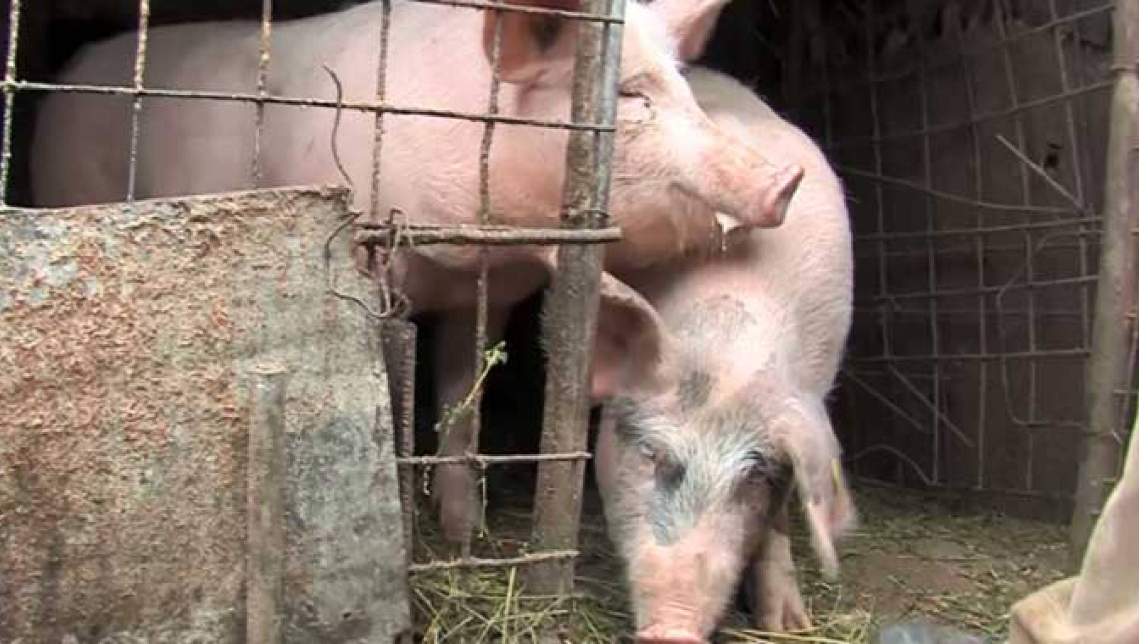 Focar de pestă porcină la Negreni. 11.400 de porci vor fi sacrificați